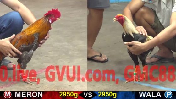 TRẬN 18 CPC5 17/10/2025 : CHUỐI CỤT ĐUÔI ĐÂM XÁM VÀNG CÂY NÁCH HO RA NƯỚC TƯƠNG