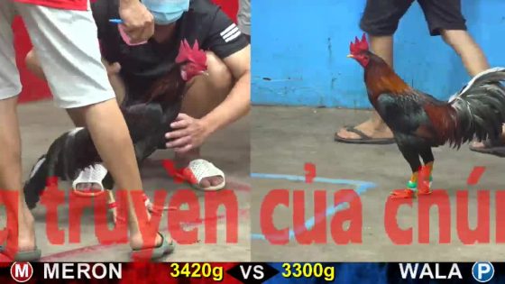 thumbnail 254