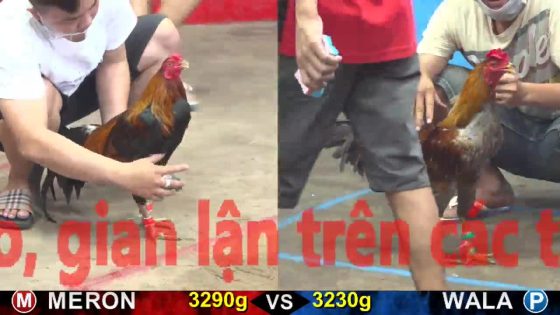 thumbnail 264