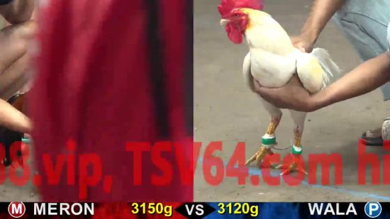 TRẬN 13 CPC5 21/10/2025 : ĐIỀU VIỆT LAI HẠ BƯỚM THÁI MỸ KHÔNG KỊP THA LƠ