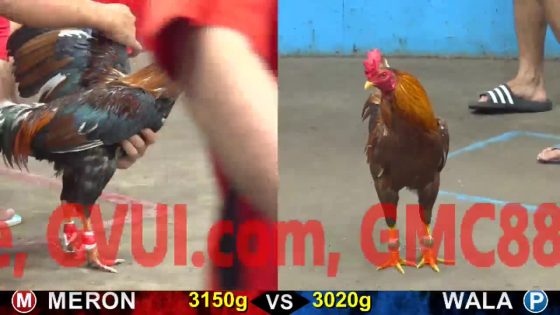TRẬN 26 CPC5 21/10/2025 : ĐIỀU HIỆU VŨNG TÀU ĐÁ NHƯ ĂN CƯỚP KHÉT KHÔNG KỊP THA LƠ
