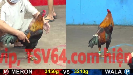 TRẬN 21 CPC5 21/10/2025 : ĐIỀU ÁP SÁT ĐÂM QUE 1 TAY NƯỚC QUE NẰM BẮT TỈNH