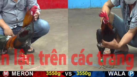 TRẬN 28 CPC5 21/10/2025 : ĐIỀU XANH TÍCH BẠC VÔ GÂY CHỤP ĐÂM ĐIỀU ĐỎ TÉ XE HẾT CỨU
