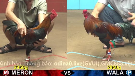 TRẬN 5 CPC4 NGÀY 22/10/2025 : ĐIỀU CHÂN TRẮNG MẸ MẮN CỦNG MUA ĐÂM 3 CHÂN HẠ ĐỐI THỦ