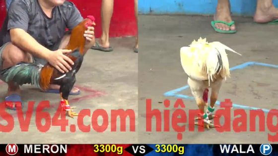 TRẬN 5 CPC5 22/10/2025 : ĐIỀU VÀNG ÁP SÁT ĐÂM BƯỚM MẼ XỊN CHẠY VỀ VŨNG TÀU KHÔNG KỊP