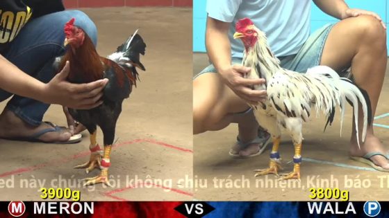 TRẬN 11 CPC4 22/10/2025 : ĐIỀU QUÁ NHANH BUÔNG ĐUÔI ĐÂM BƯỚM TÉ VÔ TƯỜNG