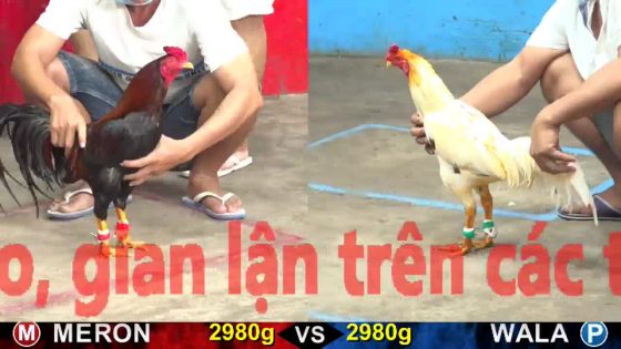 TRẬN 8 CPC5 23/10/2025 : BƯỚM ĐÂM ĐIỀU CÂY LƯNG RÚT RA ĐIỀU TAI BIẾN NẰM 1 CHỖ