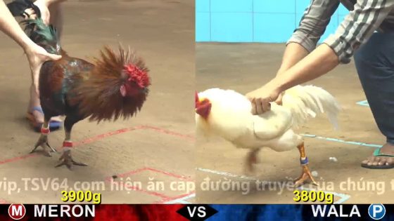 TRẬN 14 CPC4 23/10/2025 : ĐIỀU MỒNG TRÀ QUÁ ĐẲNG CẤP LẬT KÈO ĂN 1 QUÁ HỒI HỢP