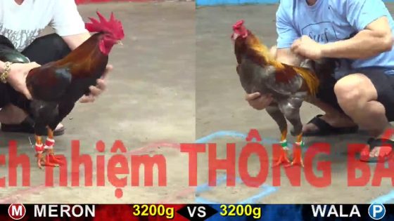 TRẬN 17 CPC5 23/10/2025 : XÁM BÓP VÔ ĐÂM ĐIỀU CHỦ BỒ CẤM ĐẦU BỎ CHẠY