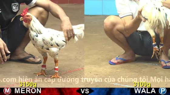 TRẬN 21 CPC4 23/10/2025 : BƯỚM VIỆT LAI XÀI CỰA QUÁ ÁC ĐÂM ĐỎ RÚNG NGƯỜI