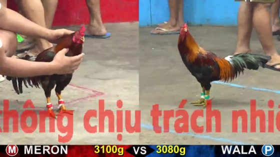 TRẬN 16 CPC5 23/10/2025 : ĐIỀU XANH CHẶN 1 PHÁT ĐIỀU TÉ XUỐNG GÃY KHỚP CHÂN
