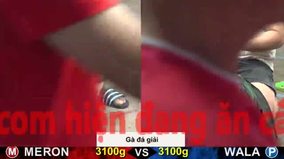 TRẬN 22 CPC5 23/10/2025 : ĐIỀU XANH ĐÂM BƯỚM LỌT TRÚNG BỌNG TỐC ĐẦU CHẠY