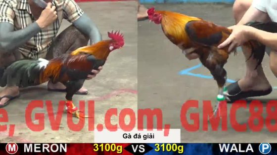 TRẬN 23 CPC5 23/10/2025 : VÀNG CHÂN TRÌ ĐÂM ĐIỀU MỒNG LÁ BỂ HỘP SỌ