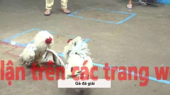 TRẬN 30 CPC5 23/10/2025 : XANH VÔ Ô ĐÂM ĐỎ CÂY NGAY ĐÍT ĐỎ BỎ CỦA CHẠY LẤY THÂN