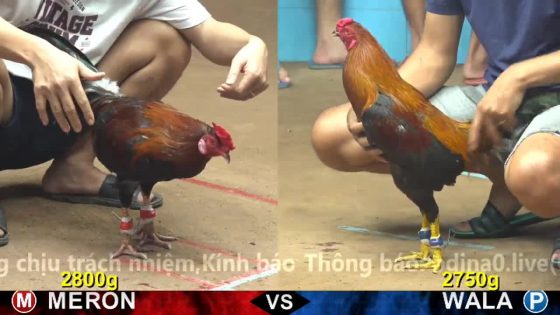 TRẬN 13 CPC4 24/10/2025 : XANH QUÁ QUÁ KHÉO CẶP 1 CHÂN ĐỎ RA MÁU LỎNG