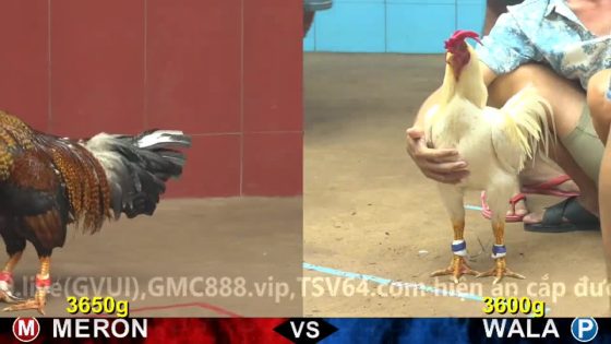 TRẬN 5 CPC4 24/10/2025 : ÚA THÁI QUÁ ĐÂM NẸT NHẸ CÚ NỐC AO