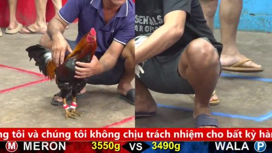 TRẬN 8 CPC5 5/10/2025 : ĐIỀU XANH KẸP BƯỚM 1 CẶP NGỰC BƯỚM ÓI STING CHẾT TẠI CHỖ