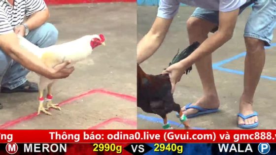 TRẬN 7 CPC5 5/10/2025 : ĐIỀU XANH VÔ Ô NẠP 1 CÂY LÓNG CẦN ÚA TÉ NHÀO ĐẦU