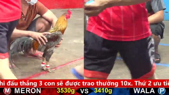TRẬN 5 CPC5 NGÀY 5/10/2025 : ĐỎ PHÁ ĐÔI ĐÁ BẤT KỂ CHẾT XANH TAI BIẾN