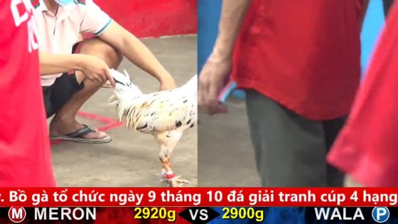 TRẬN 3 CPC5 1/10/2025 : BƯỚM KÝ ĐẦU XÁM 1 LỚP XÁM QUAY MẶT BỎ ĐI