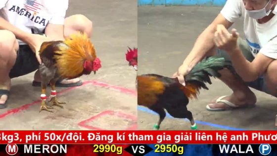 TRẬN 14 CPC5 5/10/2025 : ĐIỀU XANH ĐÂM XÁM CÂY MU LƯNG XÁM HO RA NƯỚC MÀU