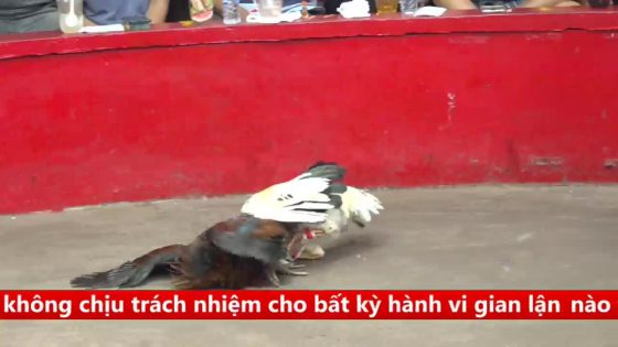 TRẬN 15 CPC5 5/10/2025 : BƯỚM GÃY CÁNH VÔ Ô ĐÂM QUE CÂY NGỰC XỈU TẠI CHỖ