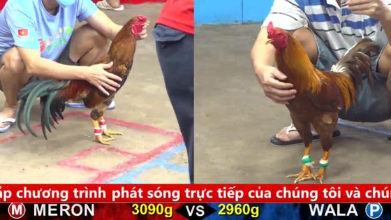 TRẬN 7 CPC5 NGÀY 6/10/2025 : KHÉT KHÔN KHÉO CANH CHỌI 1 CÂY NGAY ĐẦU ĐIỀU TAI BIẾN